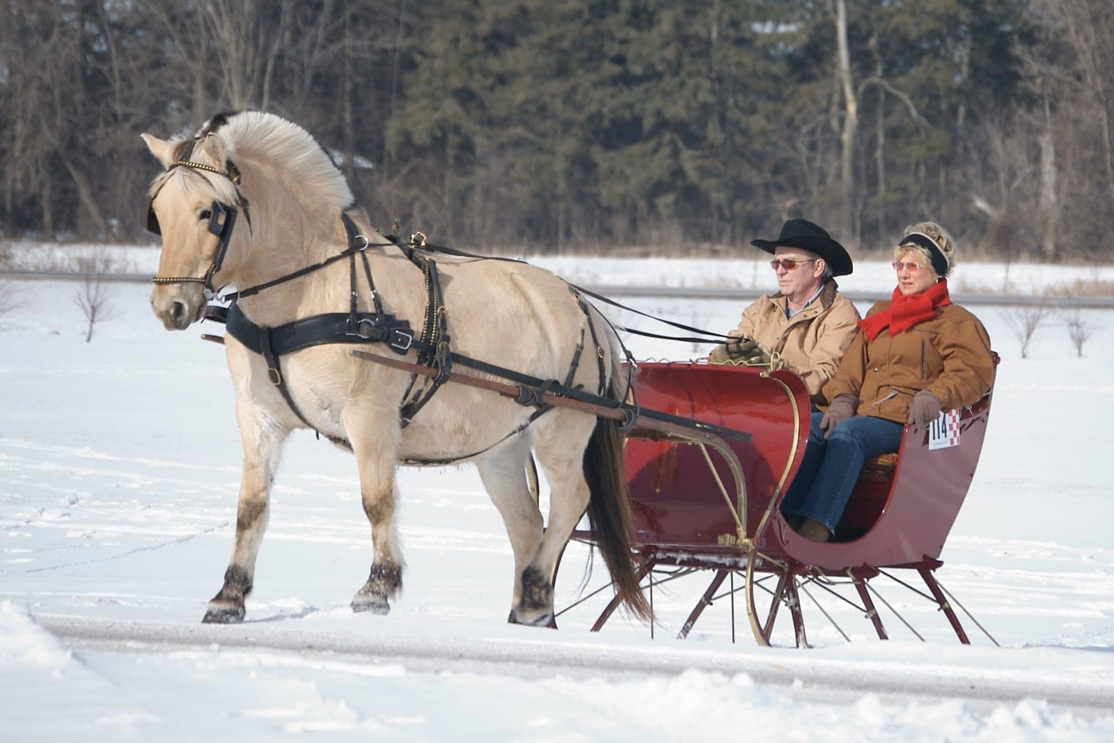Horse-drawn sleigh gliding across fresh snow